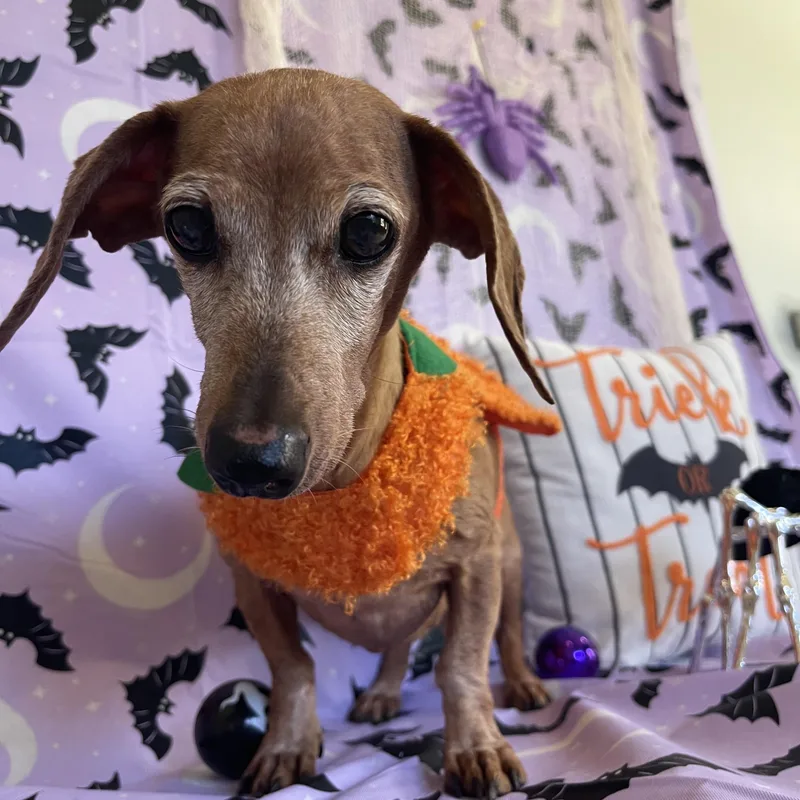 Miss Dottie thumbnail 5
