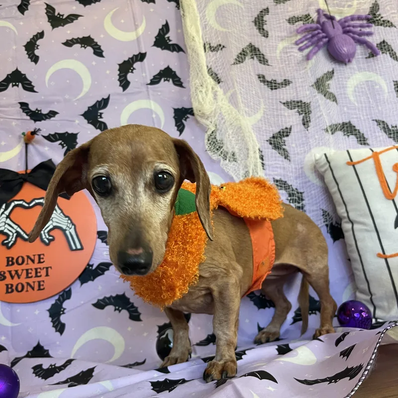 Miss Dottie thumbnail 6