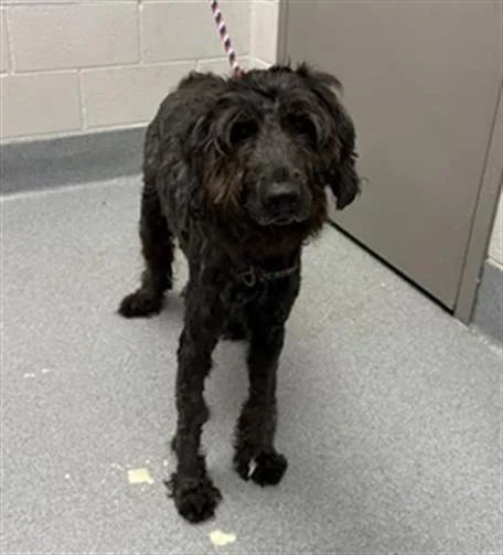 A young large-sized female Poodle dog named Josephine for adoption in Indianapolis, IN