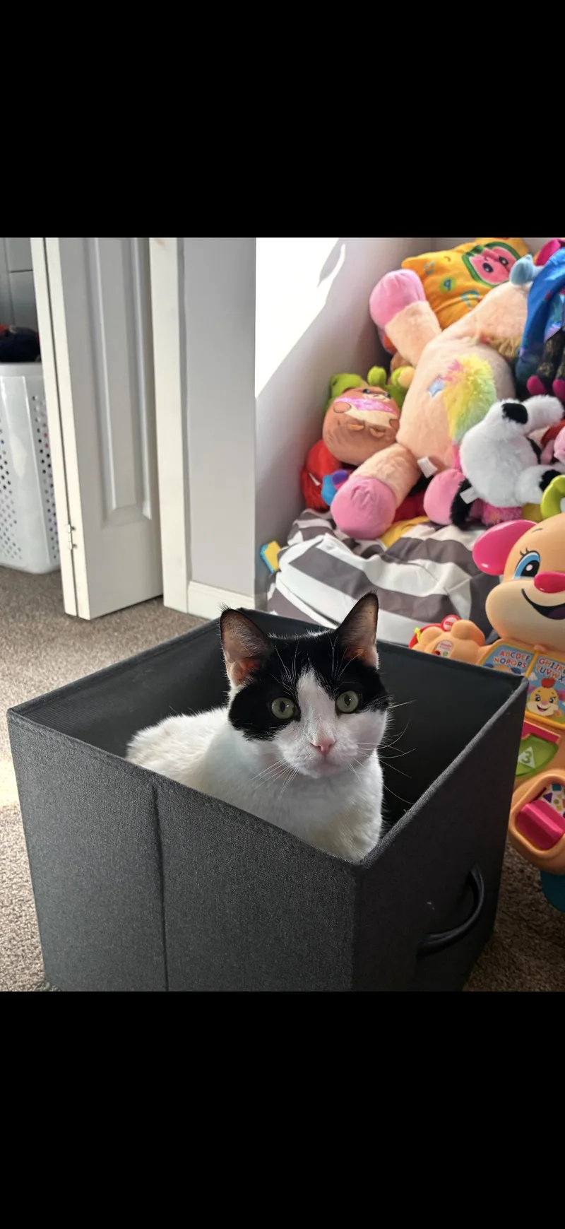 An adult large-sized female American Shorthair cat named Molly for adoption in Johnstown, NY