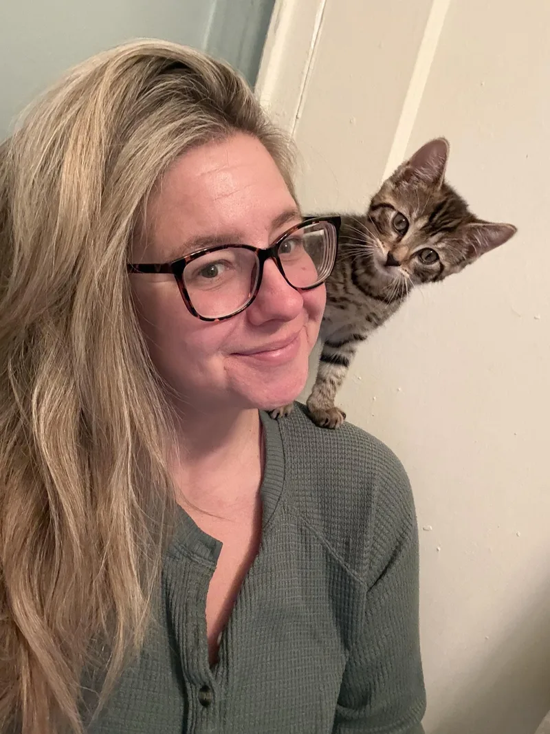 A baby medium-sized male Tabby (Brown / Chocolate) Domestic Short Hair cat named Milo for adoption in North Haledon, NJ