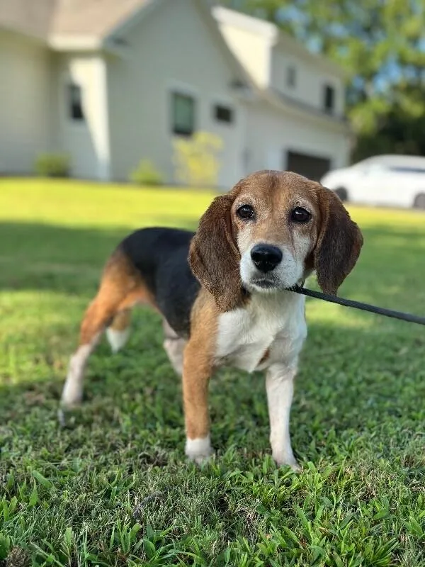 A senior medium-sized female Tricolor (Brown, Black, & White) Beagle dog named Maple for adoption in Aiken, SC
