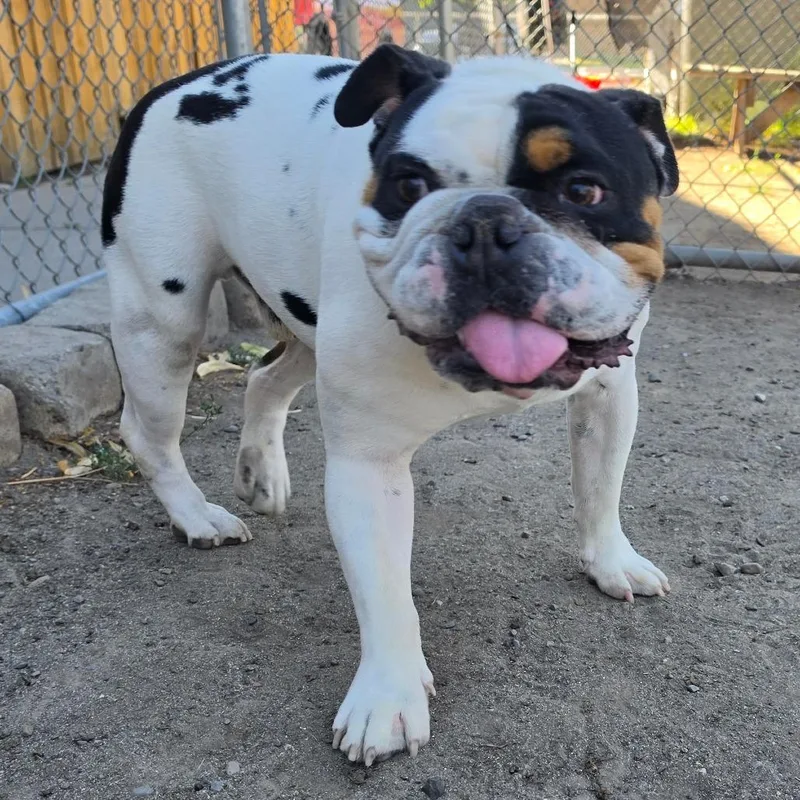 Buster