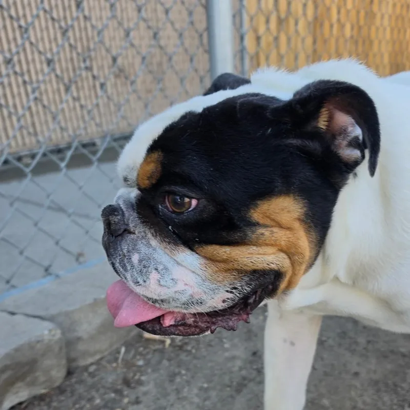 Buster thumbnail 3