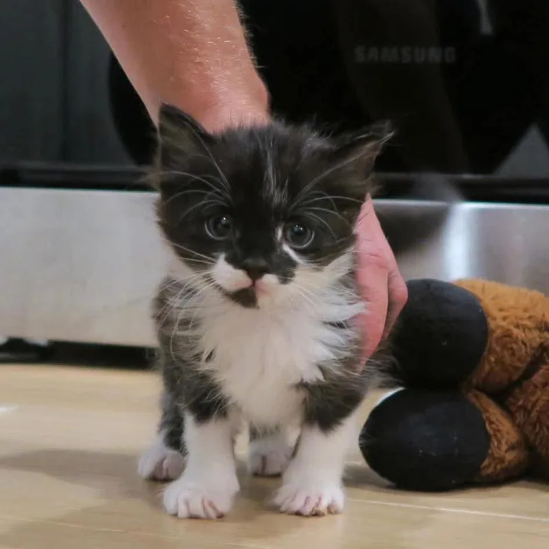 A baby small-sized male Black Domestic Short Hair cat named Scar for adoption in Odenville, AL