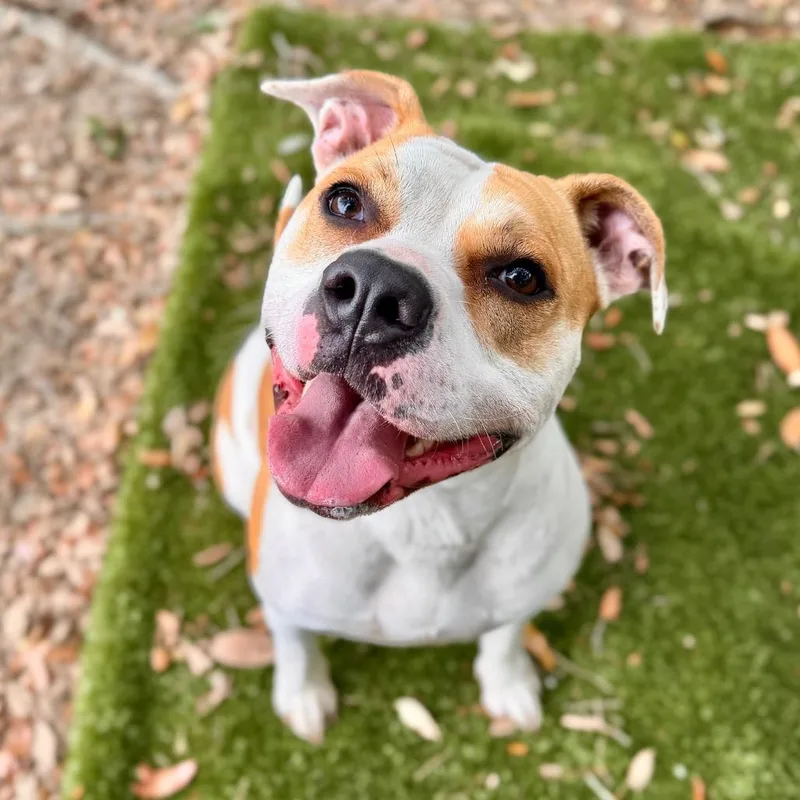 Petunia