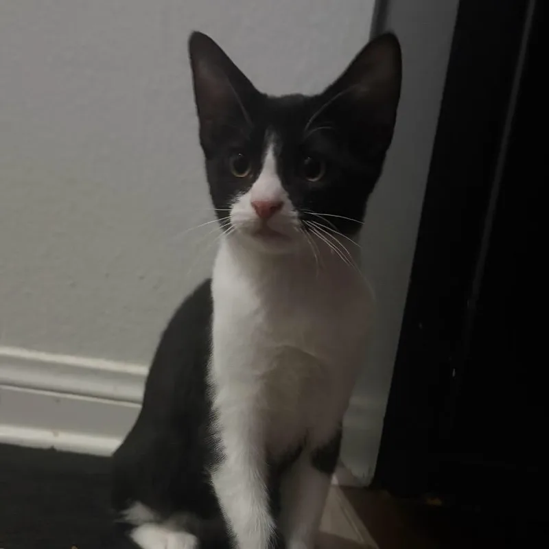 A baby small-sized male Black Domestic Short Hair cat named Blaze Fischer for adoption in Las Vegas, NV