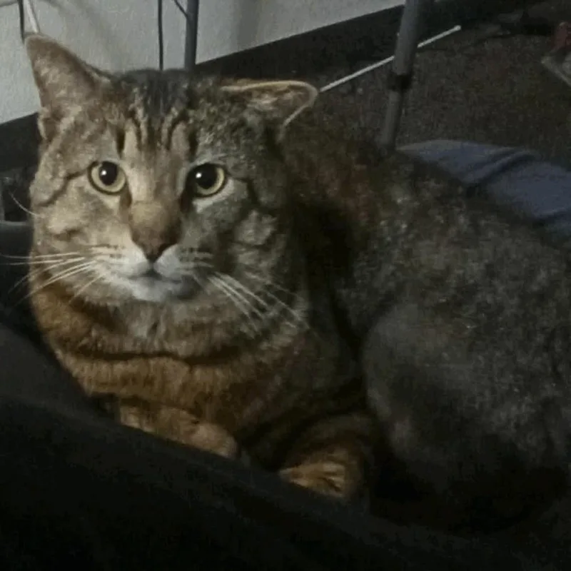 An adult large-sized male Brown / Chocolate Domestic Short Hair cat named Markus for adoption in Coos Bay, OR