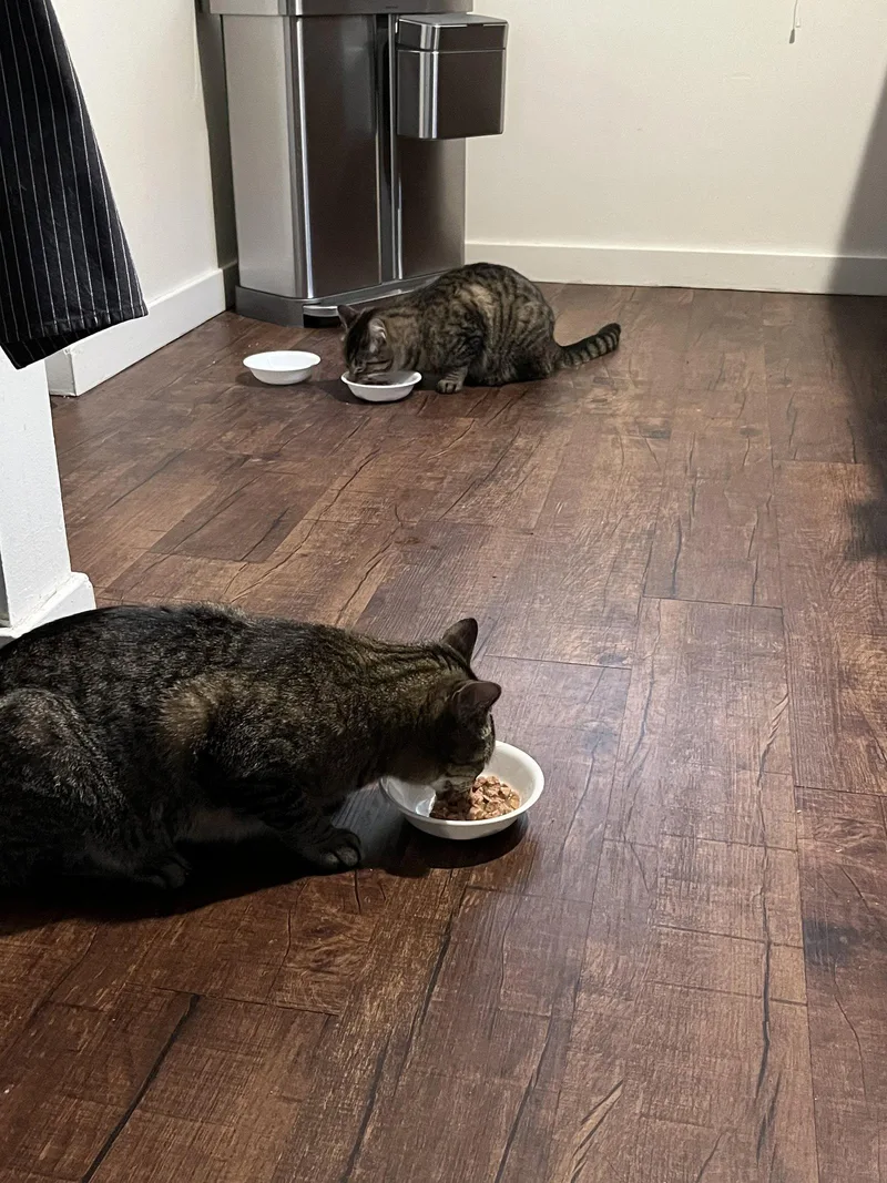 An adult medium-sized male Domestic Short Hair cat named Buddy for adoption in Champaign, IL