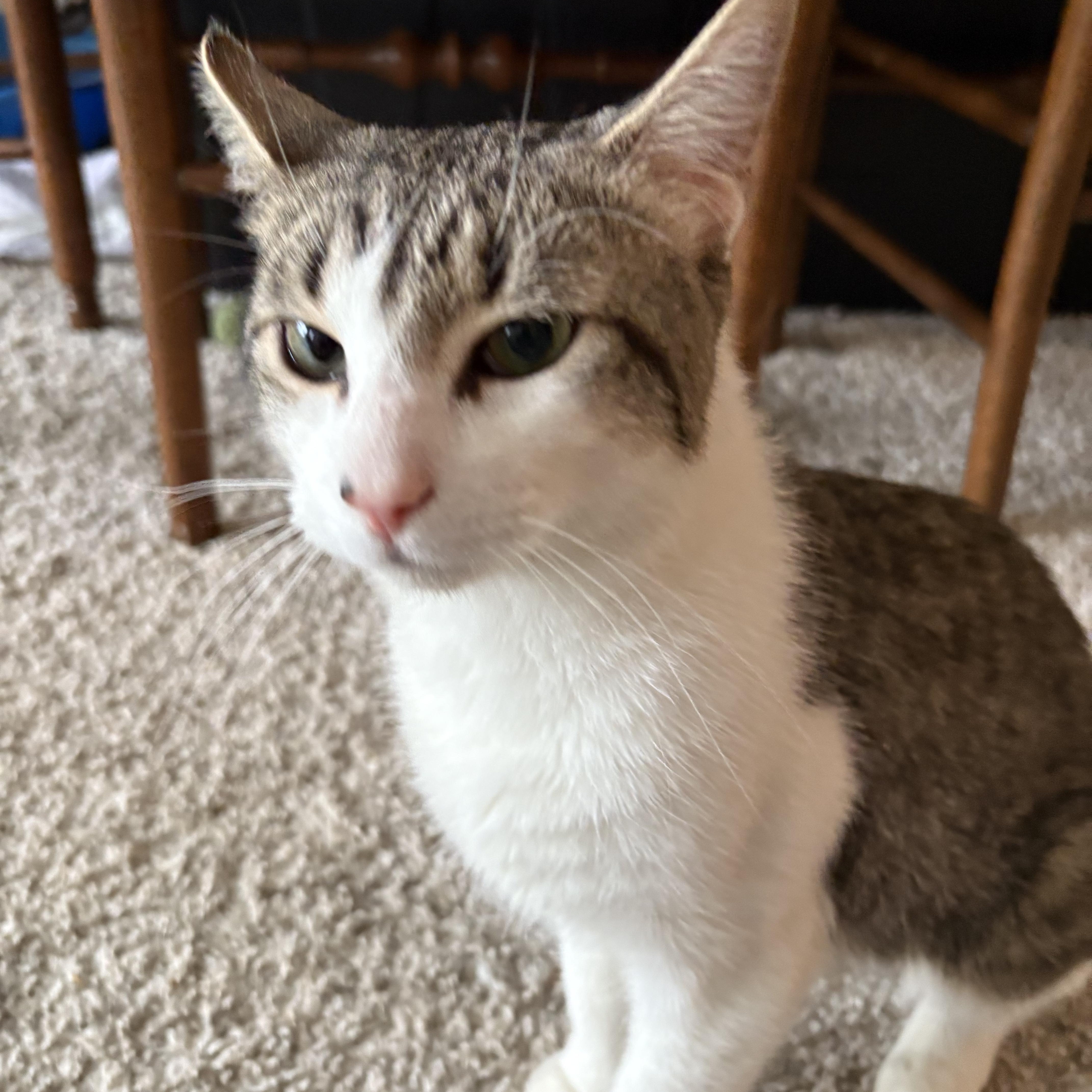 Janus Aka Mr. Chill thumbnail 2