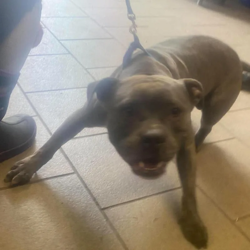 An adult medium-sized male Gray / Blue / Silver Mixed Breed dog named Steven Stray Hold for adoption in Huntington, WV