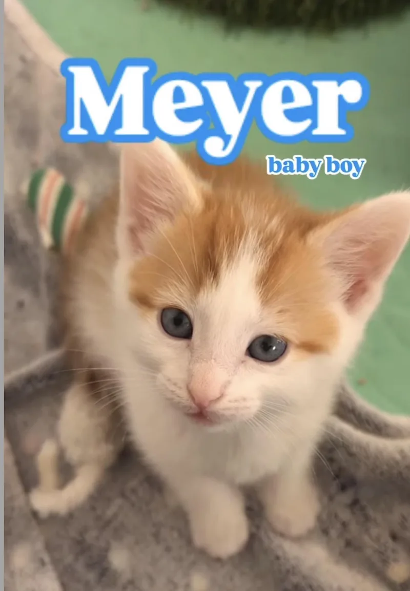 A baby medium-sized male Domestic Short Hair cat named Meyer for adoption in Haddon Heights, NJ