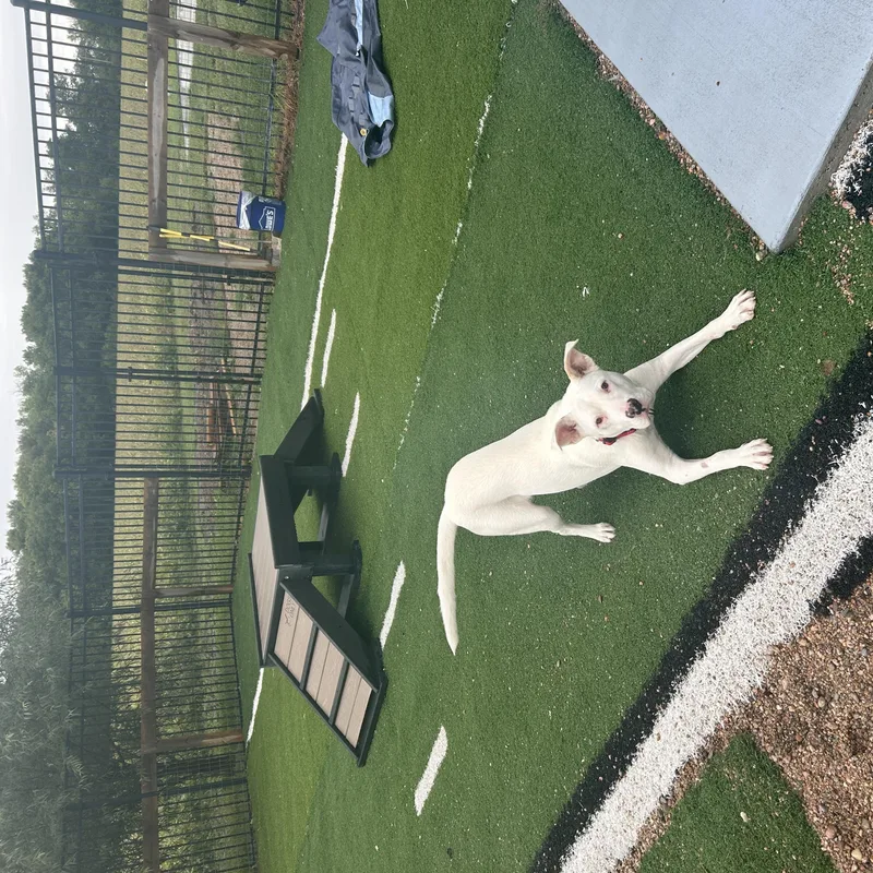 A young medium-sized male White / Cream Labrador Retriever dog named Zeus for adoption in Seward, NE