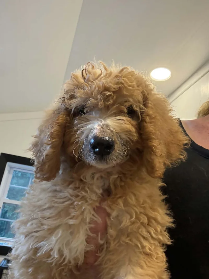 A baby medium-sized female Golden Retriever dog named Nougat for adoption in Havertown, PA