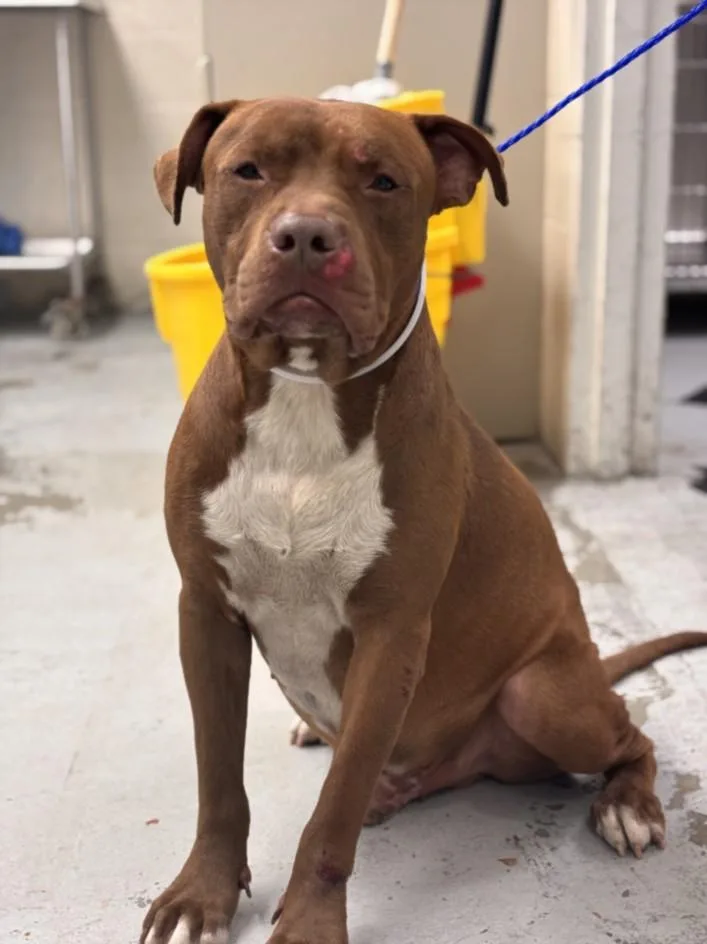 A young medium-sized male Staffordshire Bull Terrier dog named Dogg for adoption in Houston, TX