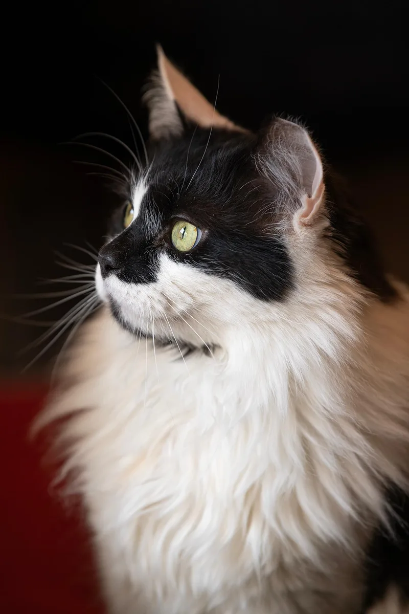 An adult medium-sized male Black & White / Tuxedo Domestic Medium Hair cat named Big Boy for adoption in New York, NY