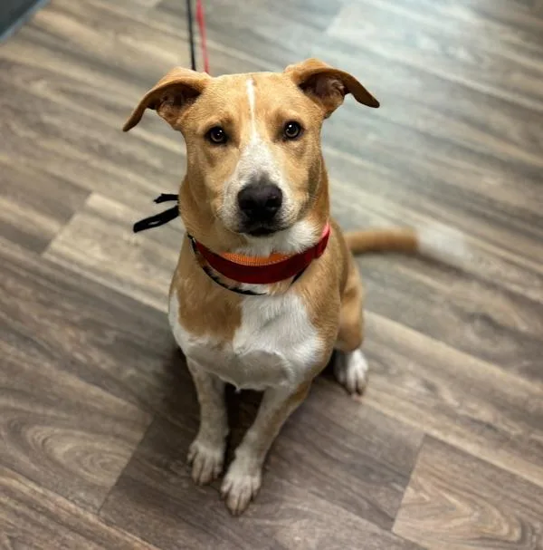 A young medium-sized male Australian Cattle Dog / Blue Heeler dog named Rocco for adoption in San Diego, CA