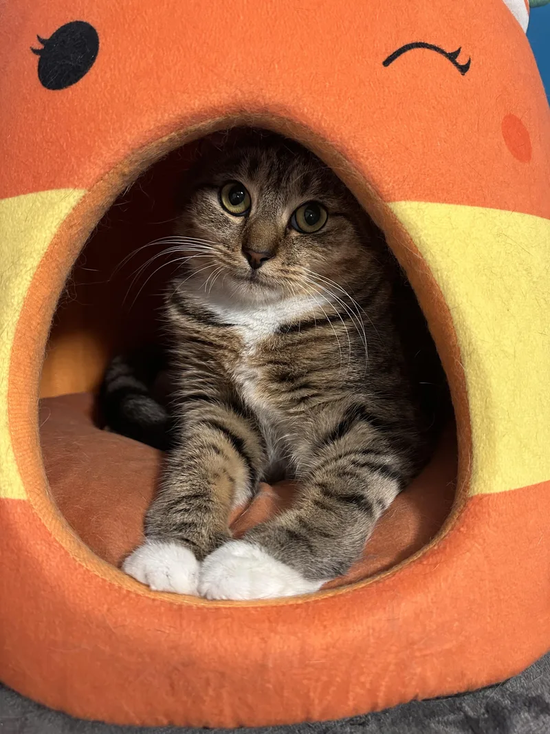 An adult small-sized male Domestic Short Hair cat named Billy for adoption in Sterling, VA