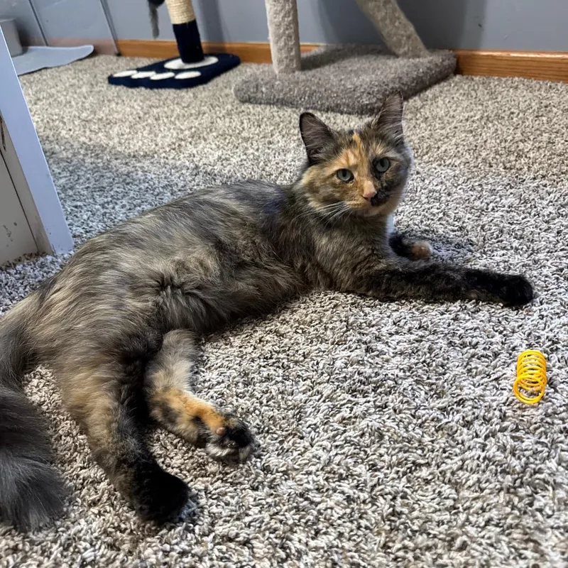 A young medium-sized female Tortoiseshell Domestic Medium Hair cat named Suki for adoption in Roselle, IL