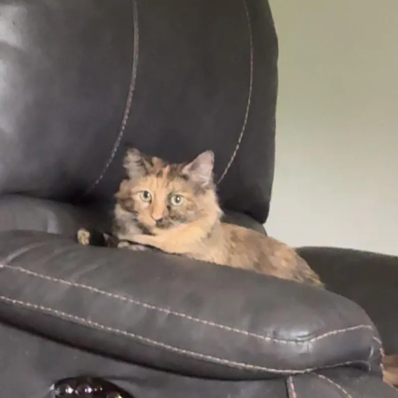 Suki thumbnail 2