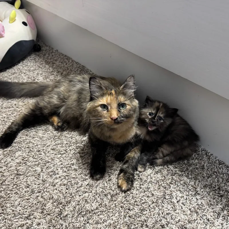 Suki thumbnail 3