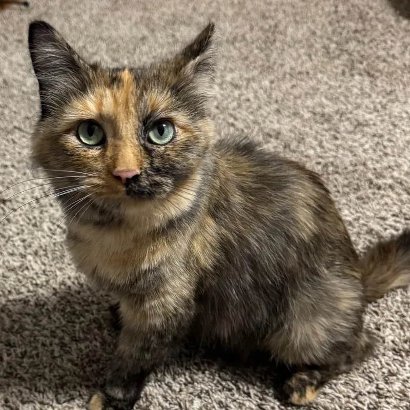 Suki thumbnail 6