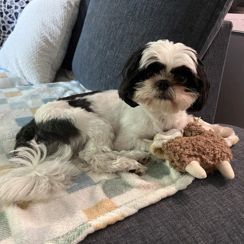An adult small-sized female Black Shih Tzu dog named Skye for adoption in Phoenix, MD