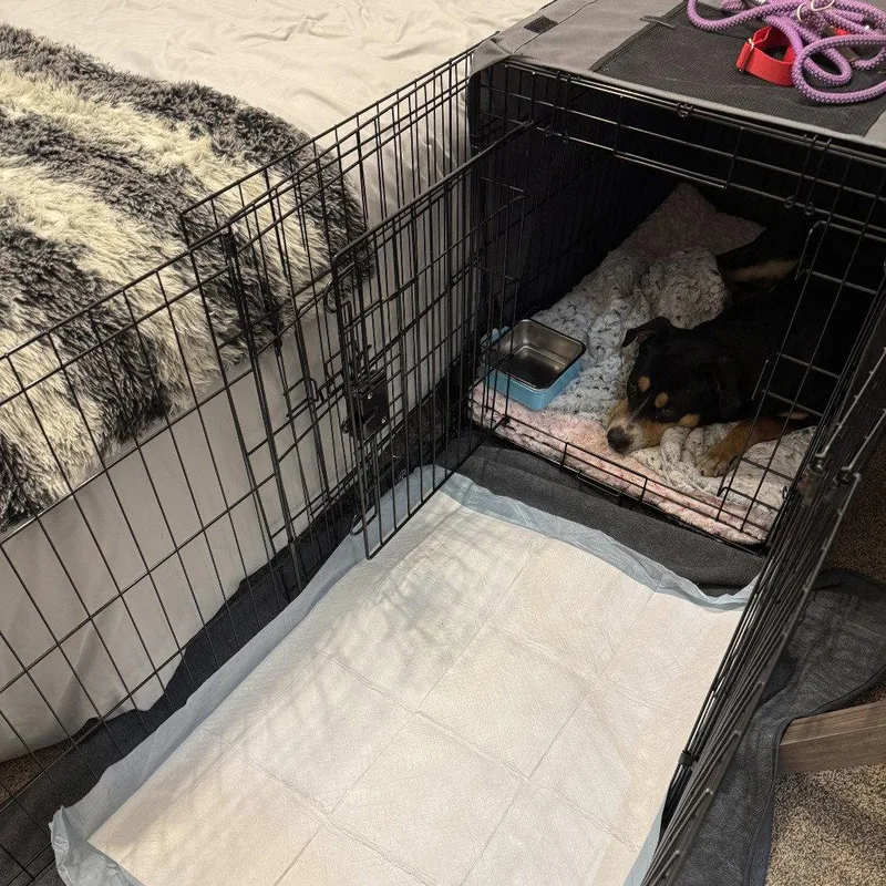 An adult medium-sized male Terrier dog named Beau for adoption in Dallas, TX