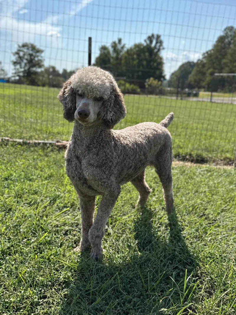 An adult large-sized female Standard Poodle dog named Amyla Sep for adoption in Pacolet, SC