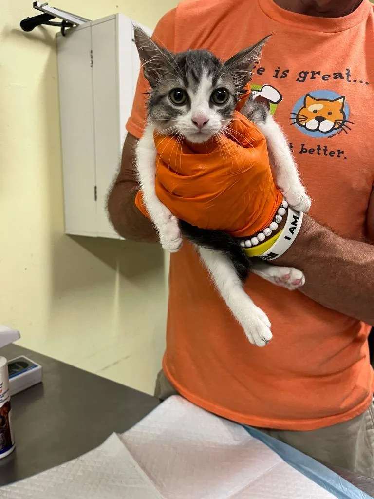 A baby small-sized male Domestic Short Hair cat named Watts for adoption in Meriden, CT