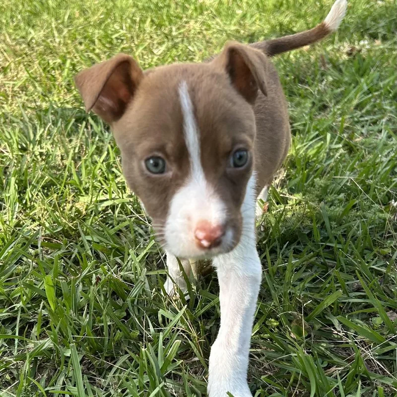 A baby medium-sized male Husky dog named Percy for adoption in Wiggins, MS