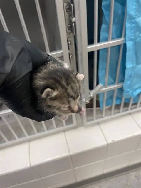 A baby medium-sized male Domestic Short Hair cat named Starr for adoption in Dallas, TX