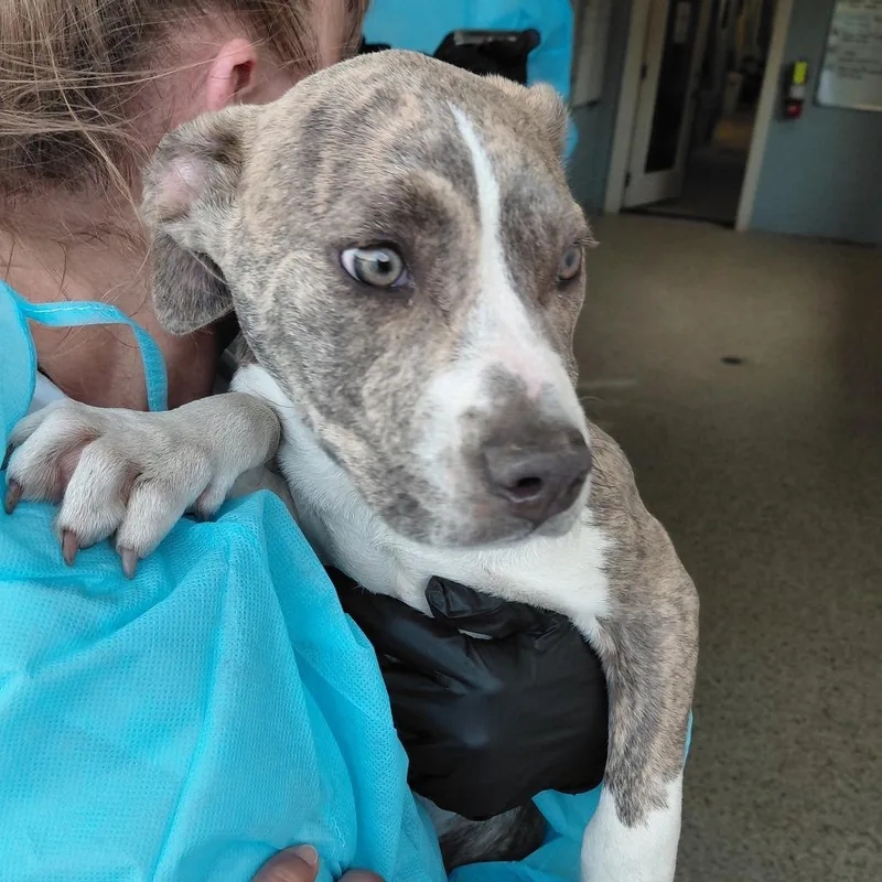 A baby medium-sized female White / Cream American Bulldog dog named Socks for adoption in LOXAHATCHEE, FL