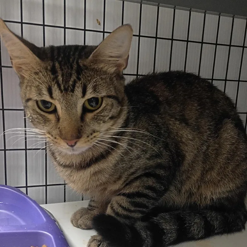 An adult medium-sized male Black Domestic Short Hair cat named Mikey for adoption in Columbiana, AL