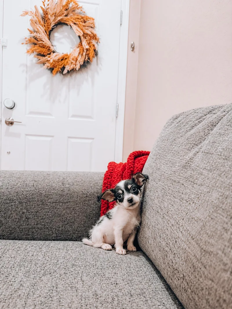 A baby small-sized female Terrier dog named Gigi for adoption in Goodyear, AZ