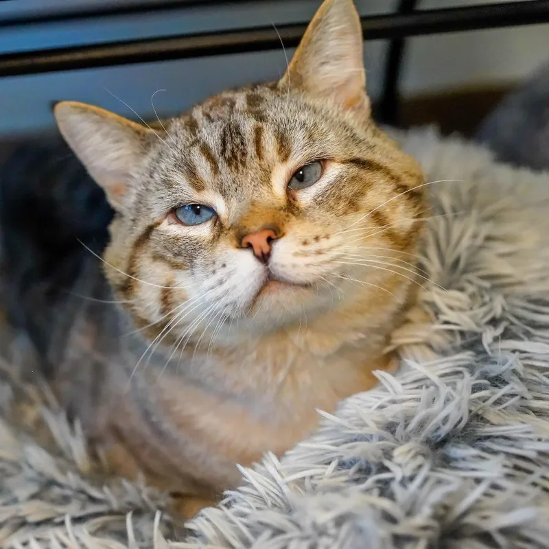 A senior extra large-sized male Gray / Blue / Silver Domestic Short Hair cat named Scraps for adoption in Thomaston, ME