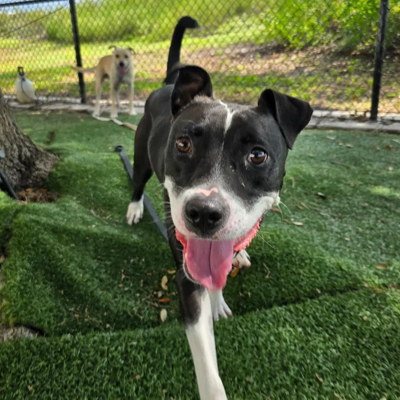An adult medium-sized female Black Mixed Breed dog named Raven for adoption in Naples, FL
