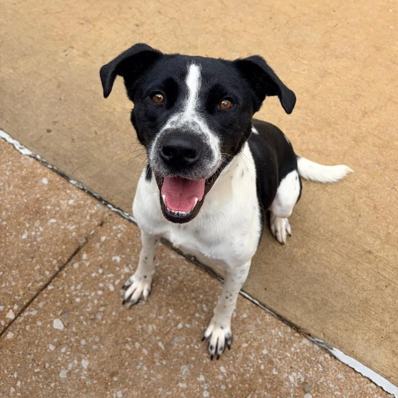 An adult large-sized male Border Collie dog named Chief for adoption in Belleville, IL