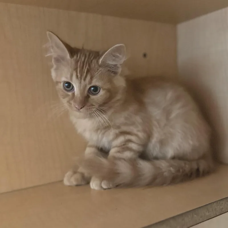 A baby small-sized male Orange / Red Domestic Medium Hair cat named Gohan for adoption in Washington Township, OH