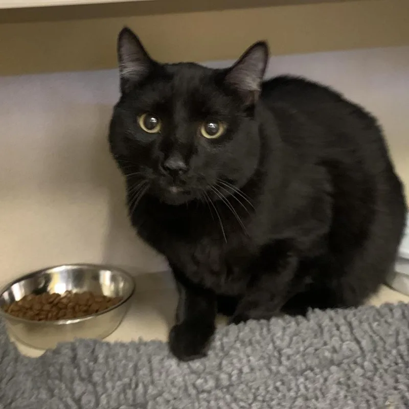 An adult large-sized male Domestic Short Hair cat named Theo for adoption in Thayne, WY
