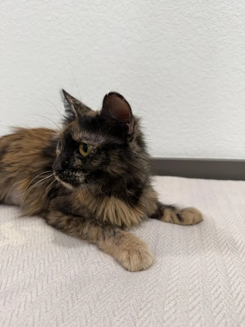 A young medium-sized female Dilute Tortoiseshell Domestic Short Hair cat named Missouri for adoption in Las Vegas, NV