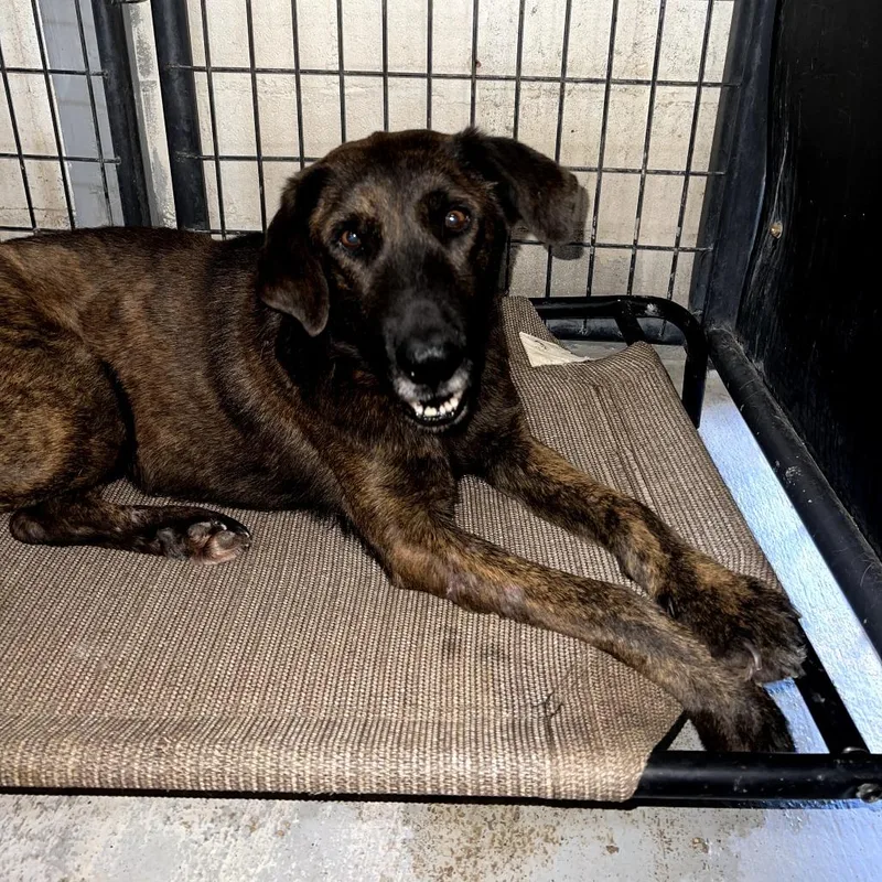 An adult medium-sized male Brindle Mixed Breed dog named Squid for adoption in Leander, TX
