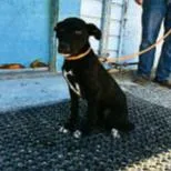 A baby small-sized female Black Labrador Retriever dog named Penny for adoption in Hawthorne, CA
