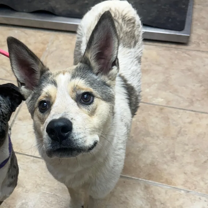 An adult medium-sized male Husky dog named Koda for adoption in Collinsville , OK