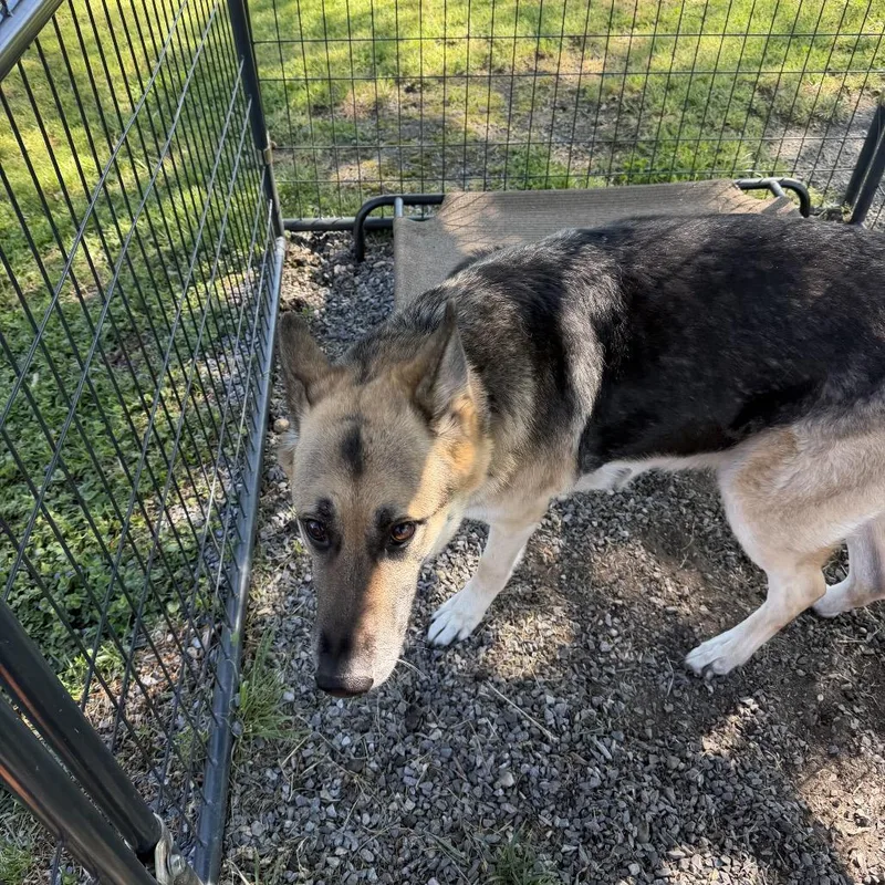 A senior large-sized female Black German Shepherd Dog dog named Lola for adoption in Pennsville, NJ