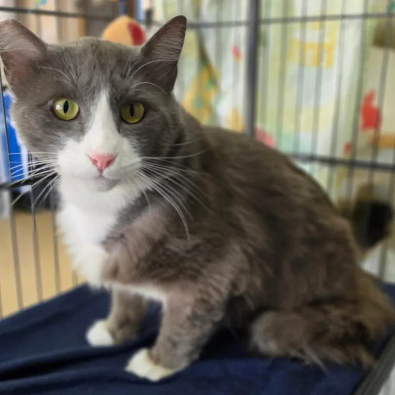 An adult large-sized male Gray / Blue / Silver Domestic Medium Hair cat named Boots Chino Hills for adoption in Chino Hills, CA