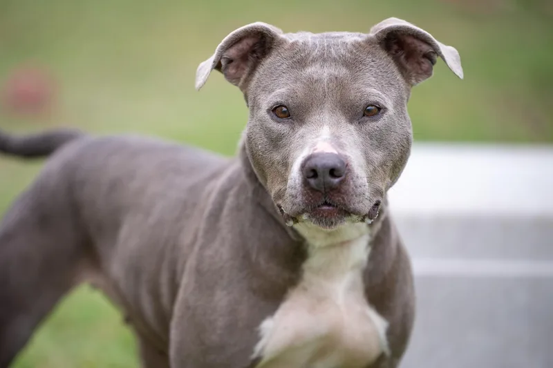 An adult large-sized female Gray / Blue / Silver American Staffordshire Terrier dog named June Bug for adoption in Tomball, TX