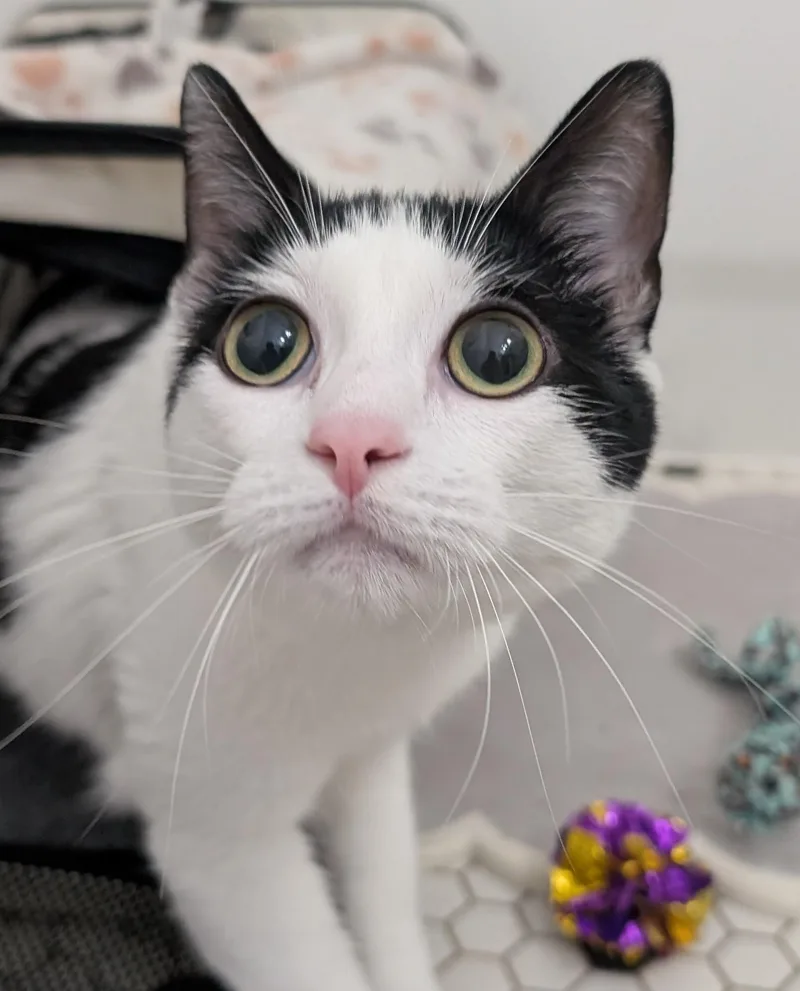 Lainey thumbnail 4