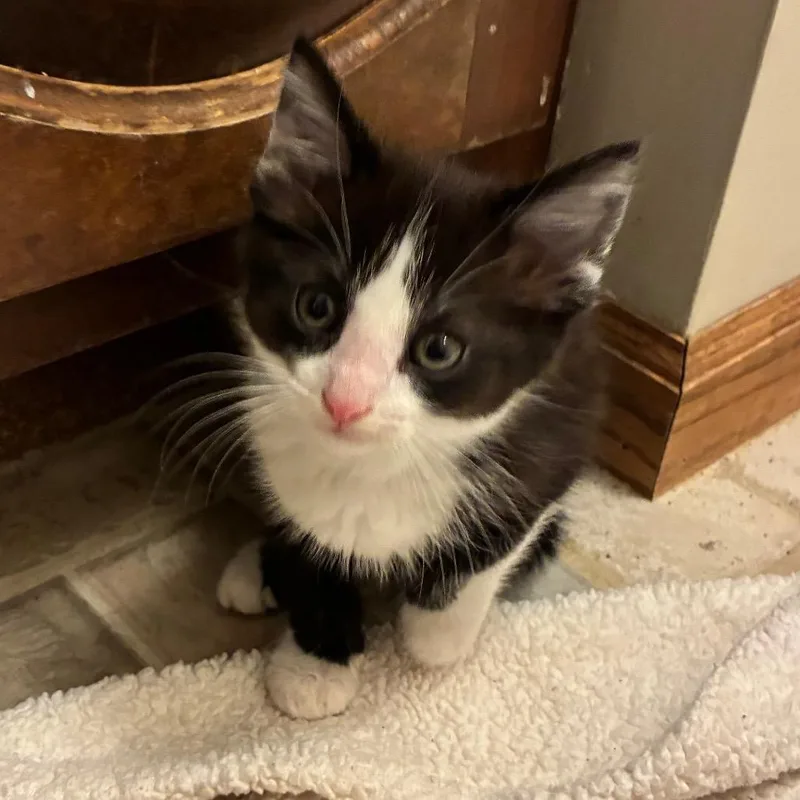 A baby small-sized male Black Domestic Short Hair cat named Bryce for adoption in Carmel, IN