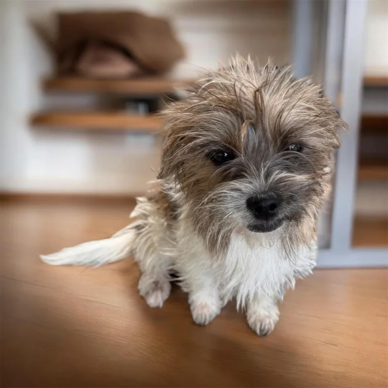 Presley thumbnail 3